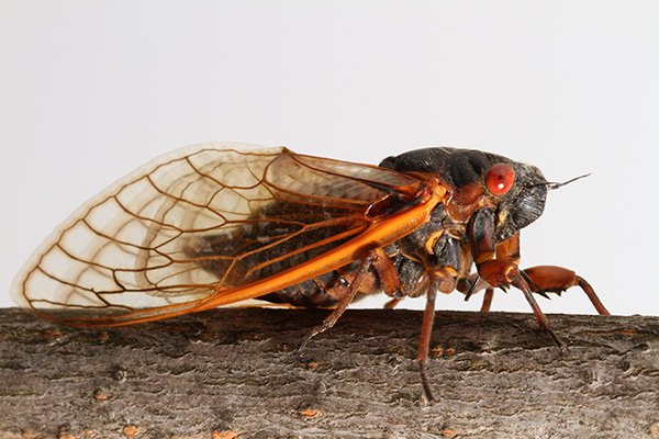 Cicadas, Healers and Business