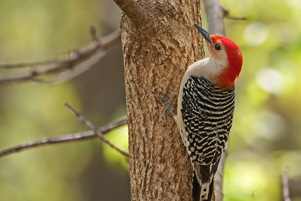 Animal Messsages - Red-Bellied Woodpecker